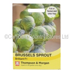 Thompson & Morgan Brussels Sprout Brilliant F1